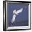 Common Gull (Larus Canus) Diving in Flight, Texel, Netherlands, May 2009-Peltomäki-Framed Photographic Print