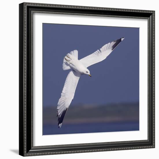 Common Gull (Larus Canus) Diving in Flight, Texel, Netherlands, May 2009-Peltomäki-Framed Photographic Print