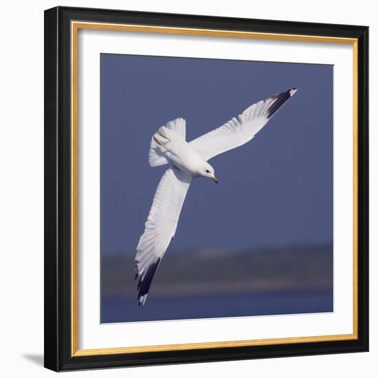 Common Gull (Larus Canus) Diving in Flight, Texel, Netherlands, May 2009-Peltomäki-Framed Photographic Print