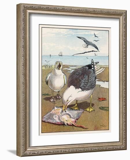 Common Gulls on a Beach-W. Foster-Framed Art Print