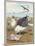 Common Gulls on a Beach-W. Foster-Mounted Art Print