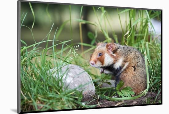 Common hamster, Alsace, France, June, captive-Eric Baccega-Mounted Photographic Print