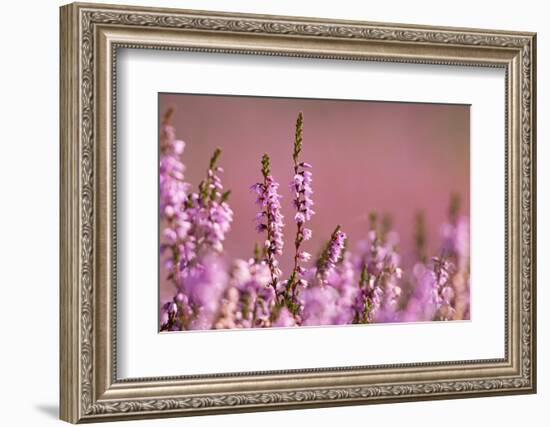 Common heather in flower, Dorset, UK-Ross Hoddinott / 2020VISION-Framed Photographic Print