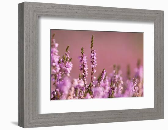 Common heather in flower, Dorset, UK-Ross Hoddinott / 2020VISION-Framed Photographic Print