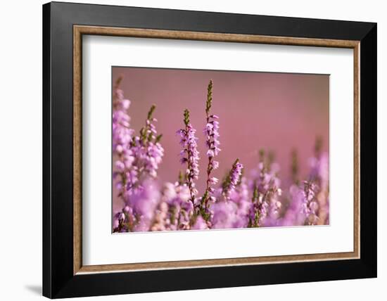 Common heather in flower, Dorset, UK-Ross Hoddinott / 2020VISION-Framed Photographic Print