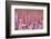 Common heather in flower, Dorset, UK-Ross Hoddinott / 2020VISION-Framed Photographic Print