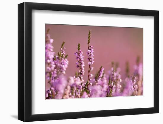 Common heather in flower, Dorset, UK-Ross Hoddinott / 2020VISION-Framed Photographic Print