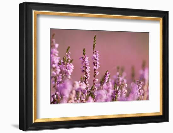 Common heather in flower, Dorset, UK-Ross Hoddinott / 2020VISION-Framed Photographic Print