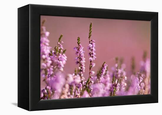 Common heather in flower, Dorset, UK-Ross Hoddinott / 2020VISION-Framed Premier Image Canvas