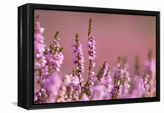 Common heather in flower, Dorset, UK-Ross Hoddinott / 2020VISION-Framed Premier Image Canvas