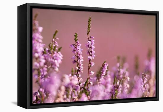 Common heather in flower, Dorset, UK-Ross Hoddinott / 2020VISION-Framed Premier Image Canvas