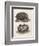 Common Hedgehog Seen from Two Different Angles-J. Pass-Framed Art Print