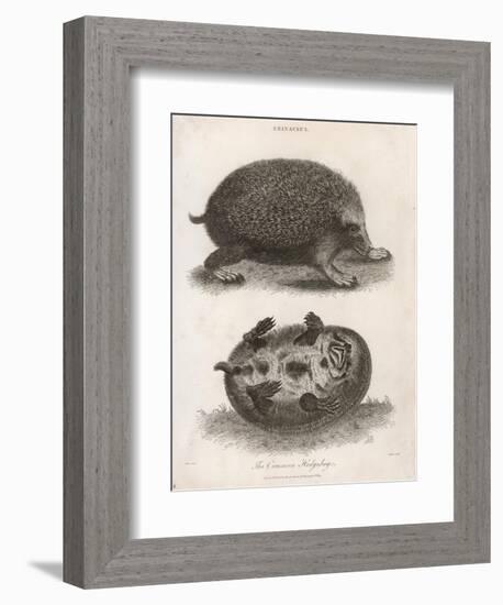 Common Hedgehog Seen from Two Different Angles-J. Pass-Framed Art Print