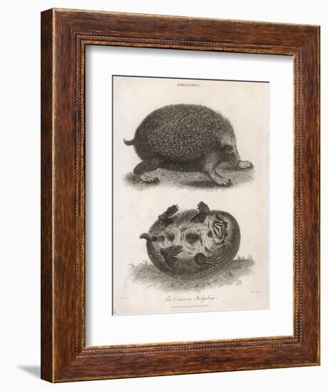 Common Hedgehog Seen from Two Different Angles-J. Pass-Framed Art Print