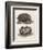 Common Hedgehog Seen from Two Different Angles-J. Pass-Framed Art Print