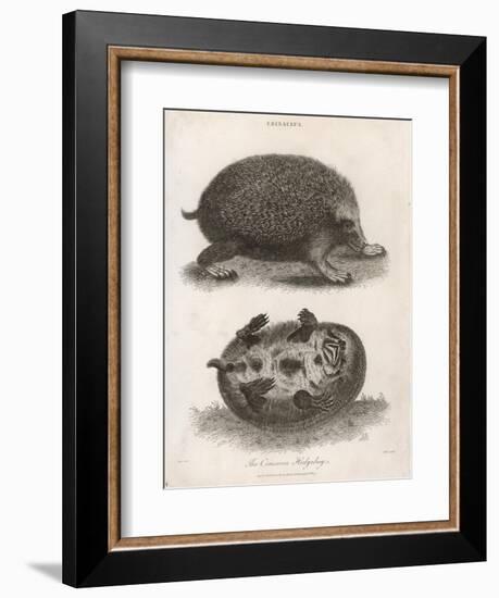 Common Hedgehog Seen from Two Different Angles-J. Pass-Framed Art Print