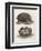 Common Hedgehog Seen from Two Different Angles-J. Pass-Framed Art Print