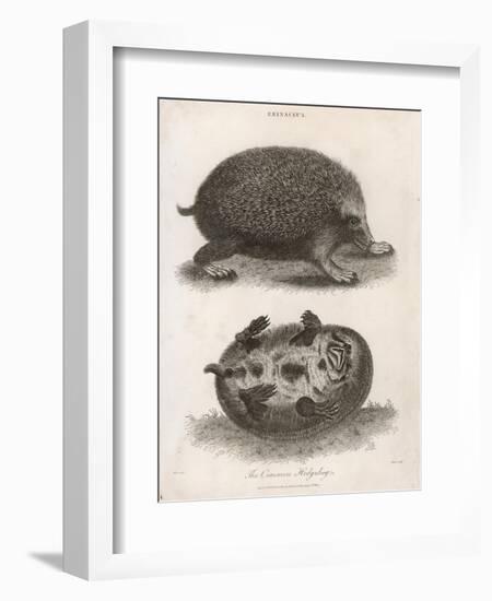 Common Hedgehog Seen from Two Different Angles-J. Pass-Framed Art Print