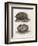 Common Hedgehog Seen from Two Different Angles-J. Pass-Framed Art Print