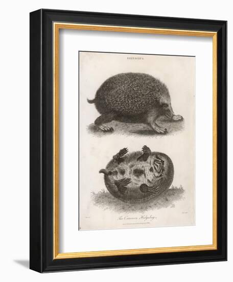 Common Hedgehog Seen from Two Different Angles-J. Pass-Framed Art Print