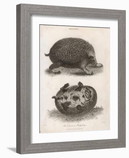 Common Hedgehog Seen from Two Different Angles-J. Pass-Framed Art Print