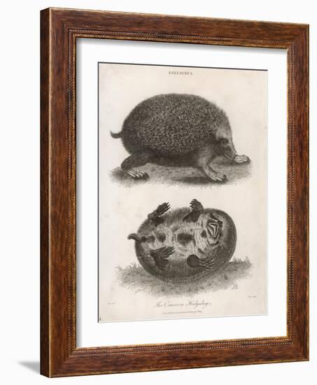 Common Hedgehog Seen from Two Different Angles-J. Pass-Framed Art Print