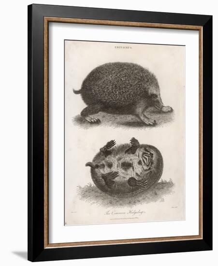 Common Hedgehog Seen from Two Different Angles-J. Pass-Framed Art Print