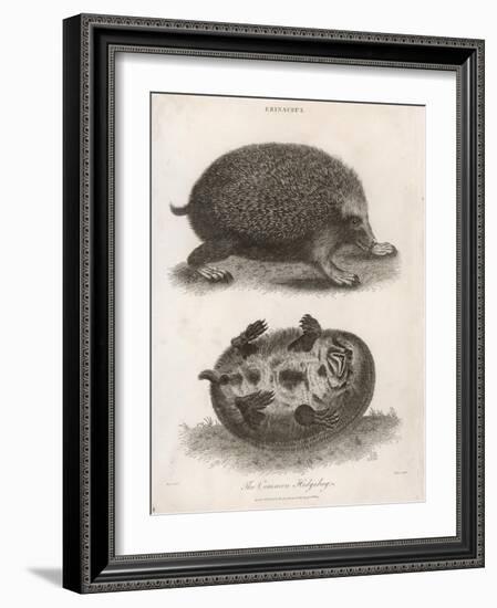 Common Hedgehog Seen from Two Different Angles-J. Pass-Framed Art Print