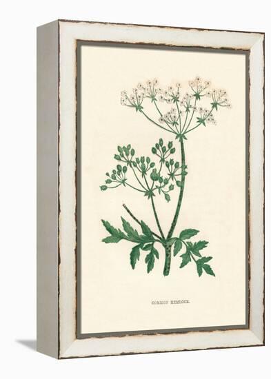 'Common Hemlock', c1891, (1891)-Anne Pratt-Framed Premier Image Canvas