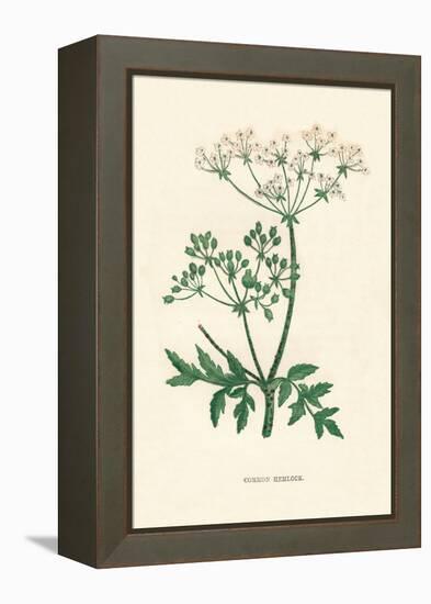 'Common Hemlock', c1891, (1891)-Anne Pratt-Framed Premier Image Canvas