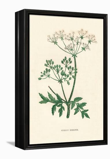 'Common Hemlock', c1891, (1891)-Anne Pratt-Framed Premier Image Canvas