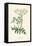 'Common Hemlock', c1891, (1891)-Anne Pratt-Framed Premier Image Canvas