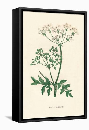 'Common Hemlock', c1891, (1891)-Anne Pratt-Framed Premier Image Canvas