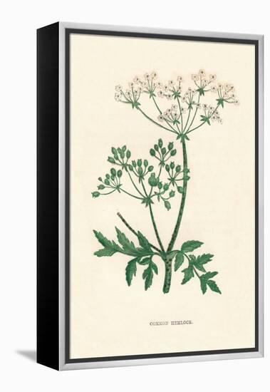 'Common Hemlock', c1891, (1891)-Anne Pratt-Framed Premier Image Canvas