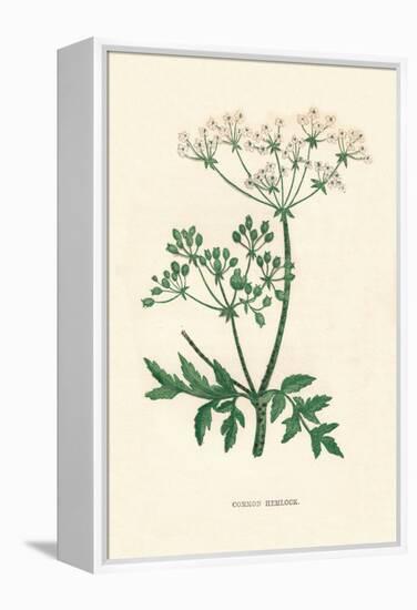 'Common Hemlock', c1891, (1891)-Anne Pratt-Framed Premier Image Canvas