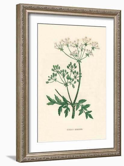 'Common Hemlock', c1891, (1891)-Anne Pratt-Framed Giclee Print