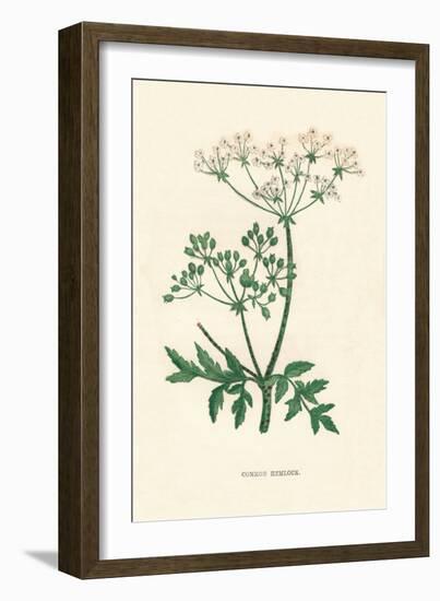 'Common Hemlock', c1891, (1891)-Anne Pratt-Framed Giclee Print