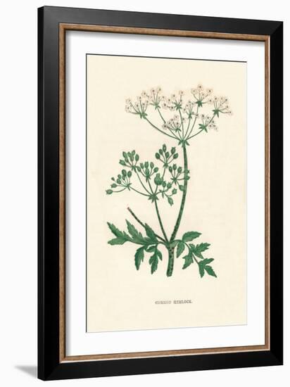 'Common Hemlock', c1891, (1891)-Anne Pratt-Framed Giclee Print