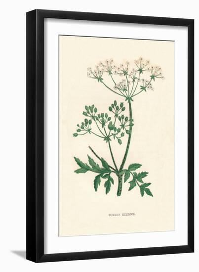 'Common Hemlock', c1891, (1891)-Anne Pratt-Framed Giclee Print