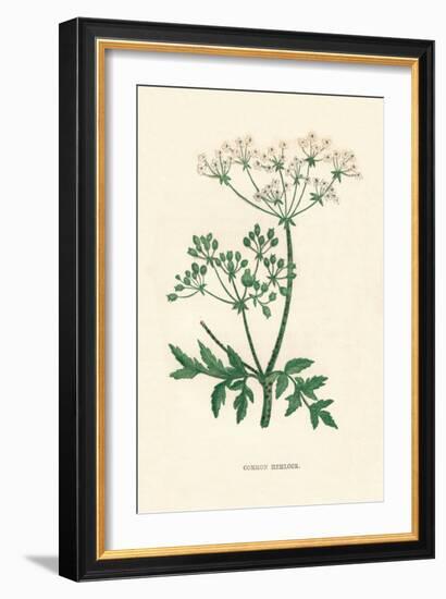 'Common Hemlock', c1891, (1891)-Anne Pratt-Framed Giclee Print