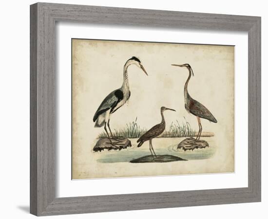 Common Heron and Crested Purple Heron-Friedrich Strack-Framed Art Print