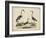 Common Heron and Crested Purple Heron-Friedrich Strack-Framed Art Print