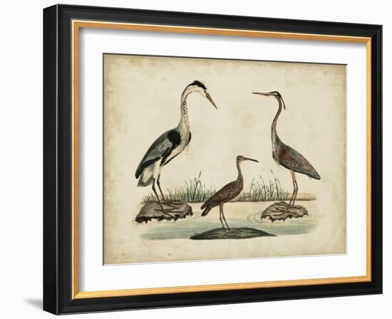 Common Heron and Crested Purple Heron-Friedrich Strack-Framed Art Print