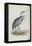 Common Heron, from 'The Birds of Europe' by John Gould, 1837 (Colour Litho)-Edward Lear-Framed Premier Image Canvas