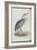 Common Heron, from 'The Birds of Europe' by John Gould, 1837 (Colour Litho)-Edward Lear-Framed Giclee Print