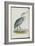 Common Heron, from 'The Birds of Europe' by John Gould, 1837 (Colour Litho)-Edward Lear-Framed Giclee Print