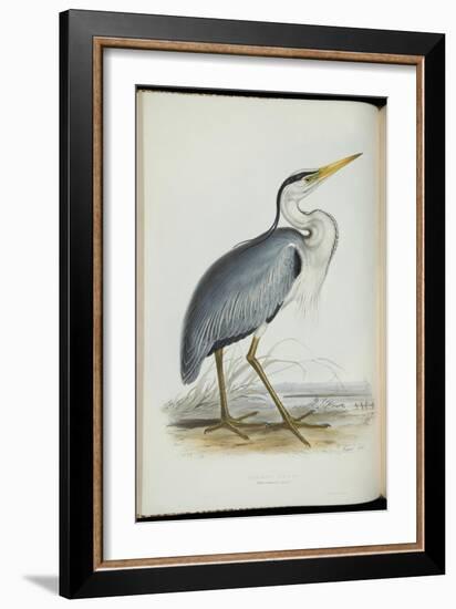 Common Heron, from 'The Birds of Europe' by John Gould, 1837 (Colour Litho)-Edward Lear-Framed Giclee Print