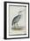 Common Heron, from 'The Birds of Europe' by John Gould, 1837 (Colour Litho)-Edward Lear-Framed Giclee Print