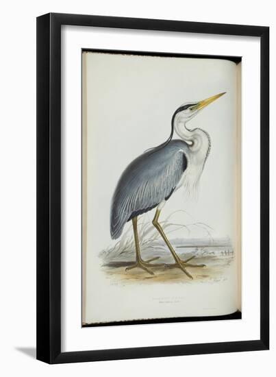 Common Heron, from 'The Birds of Europe' by John Gould, 1837 (Colour Litho)-Edward Lear-Framed Giclee Print