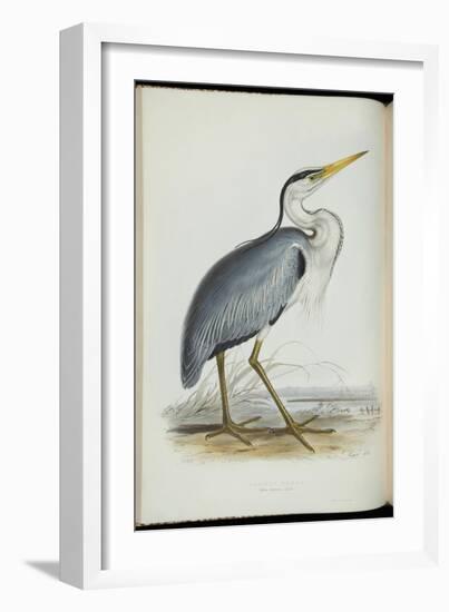 Common Heron, from 'The Birds of Europe' by John Gould, 1837 (Colour Litho)-Edward Lear-Framed Giclee Print